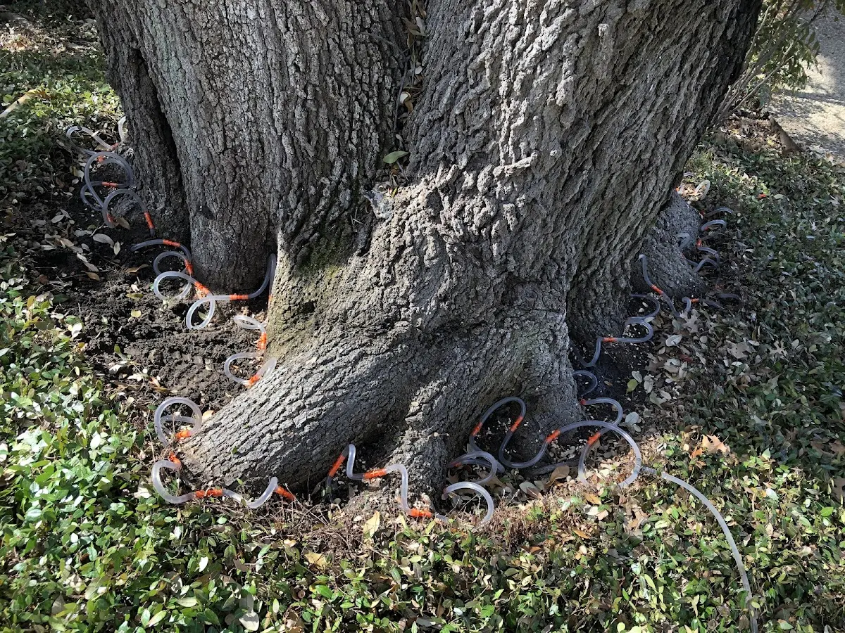 Detailed Tree Cabling and Bracing job site in Longview