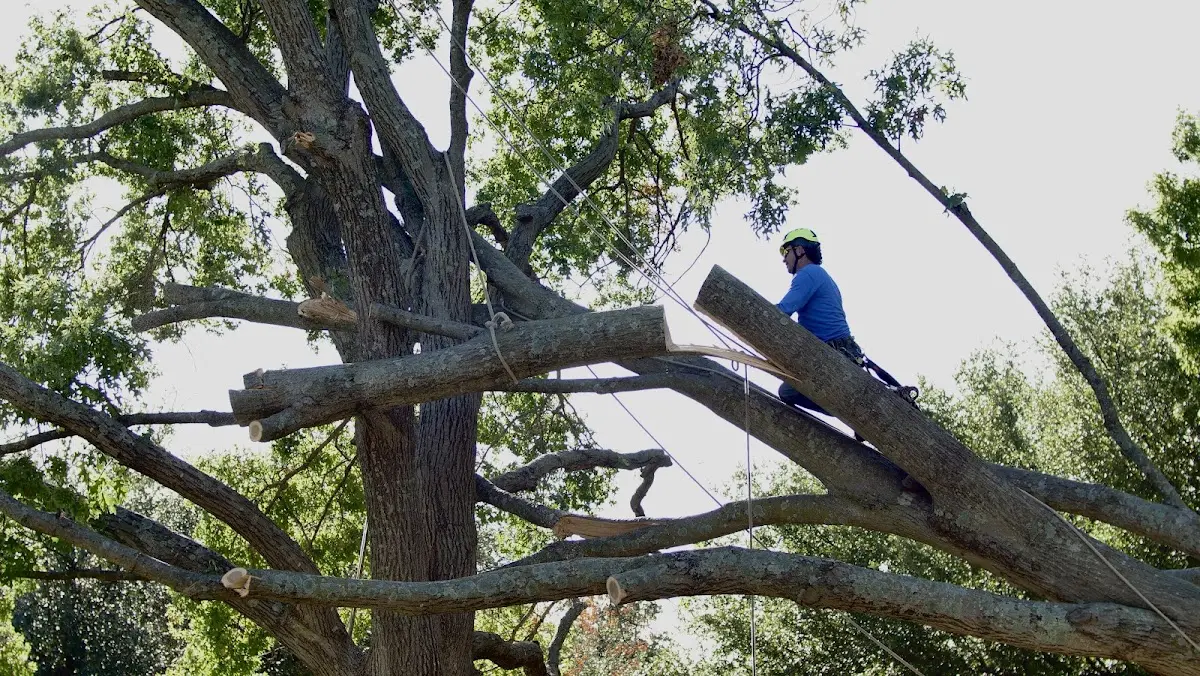 Professional Hazardous Tree Removal performed by certified arborists in Longview